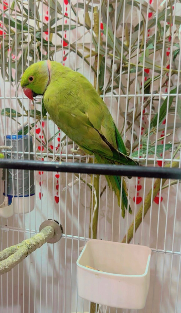 green parrot - 1