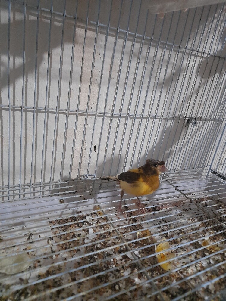 Canary - 2