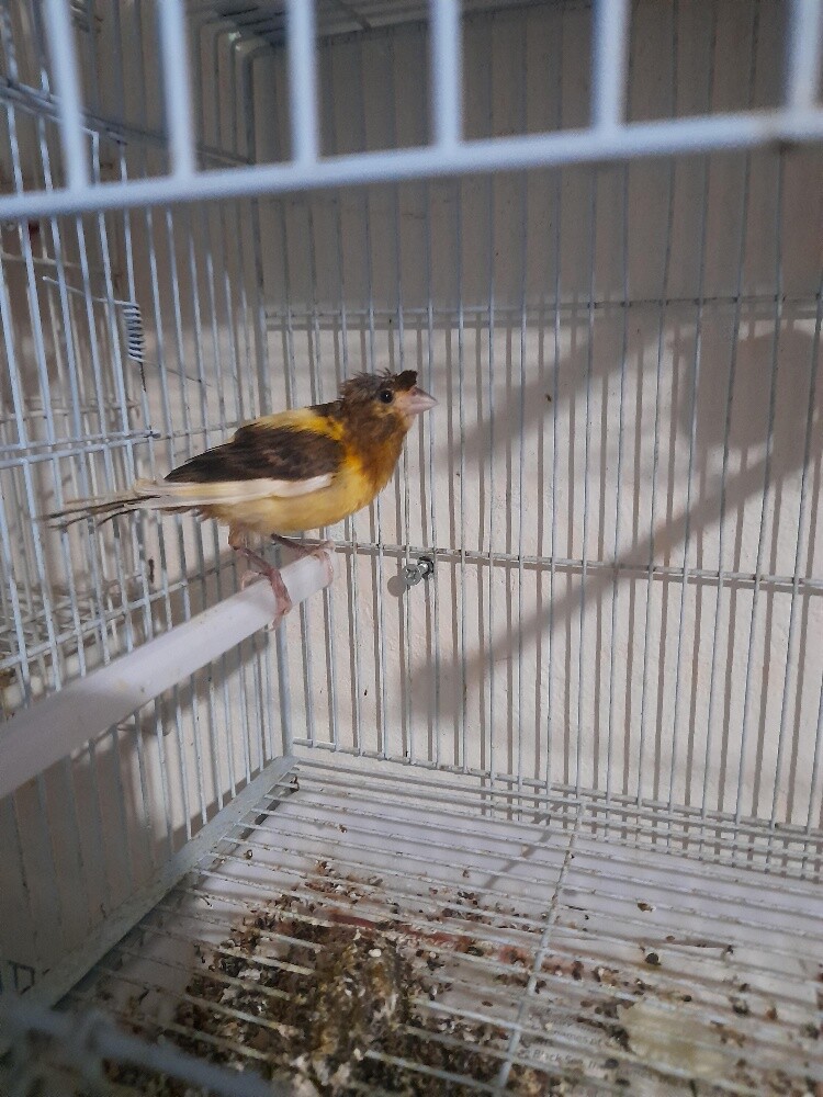 Canary - 3