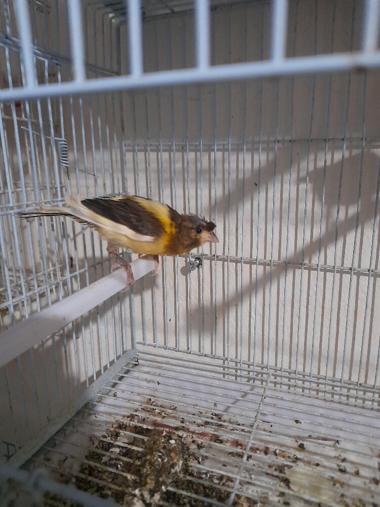 Canary - 1