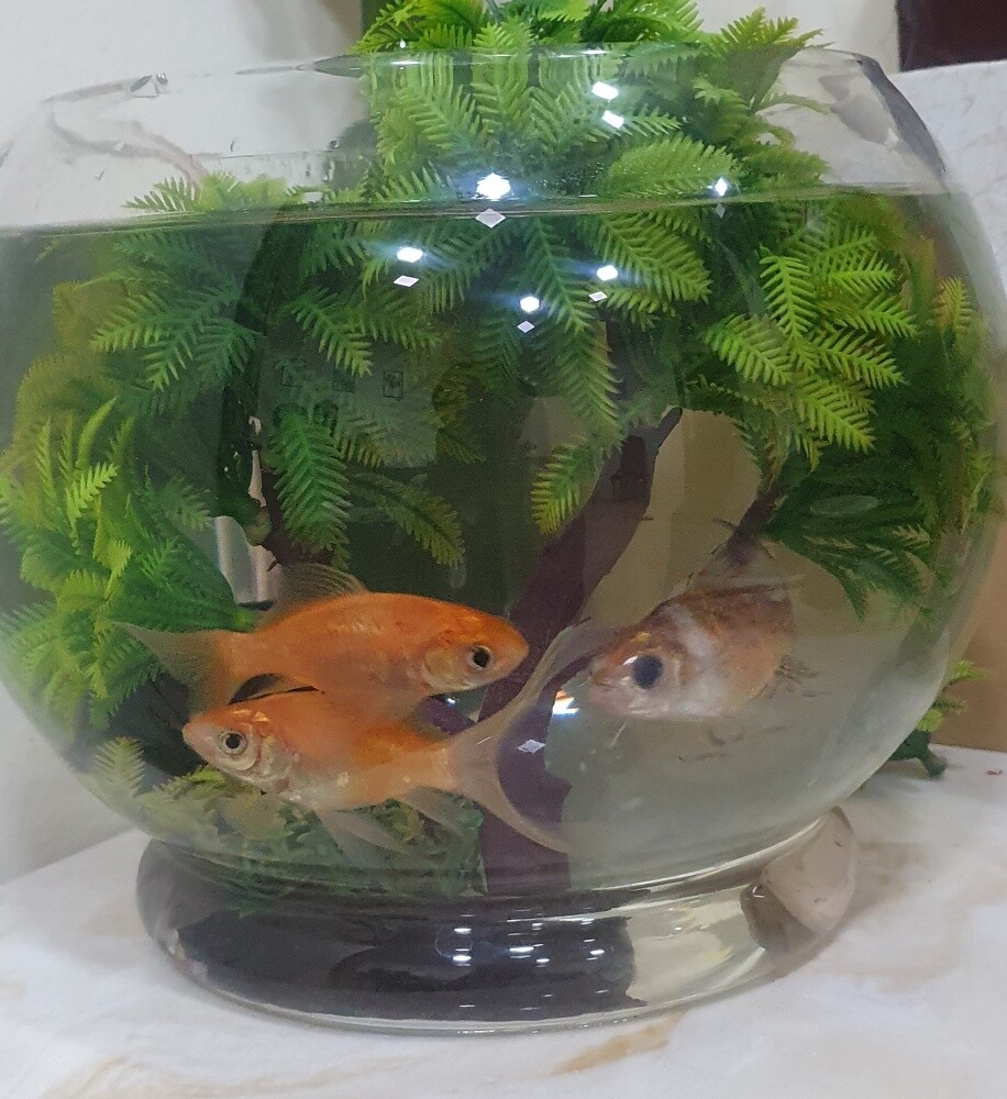 Fish Bowl Setup with 3 Fish - 1