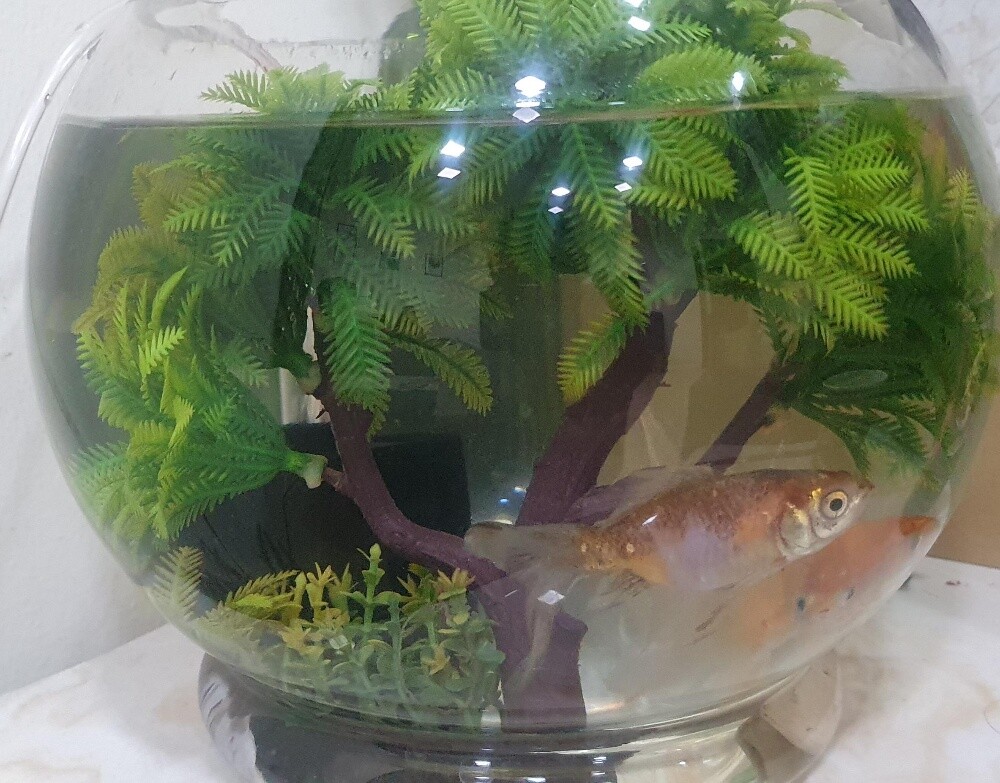 Fish Bowl Setup with 3 Fish - 3