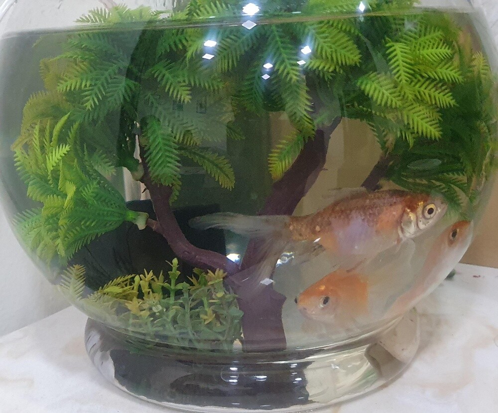 Fish Bowl Setup with 3 Fish - 4