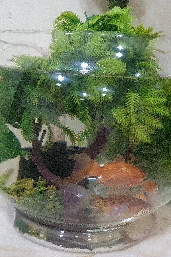 Fish Bowl Setup with 3 Fish - 2