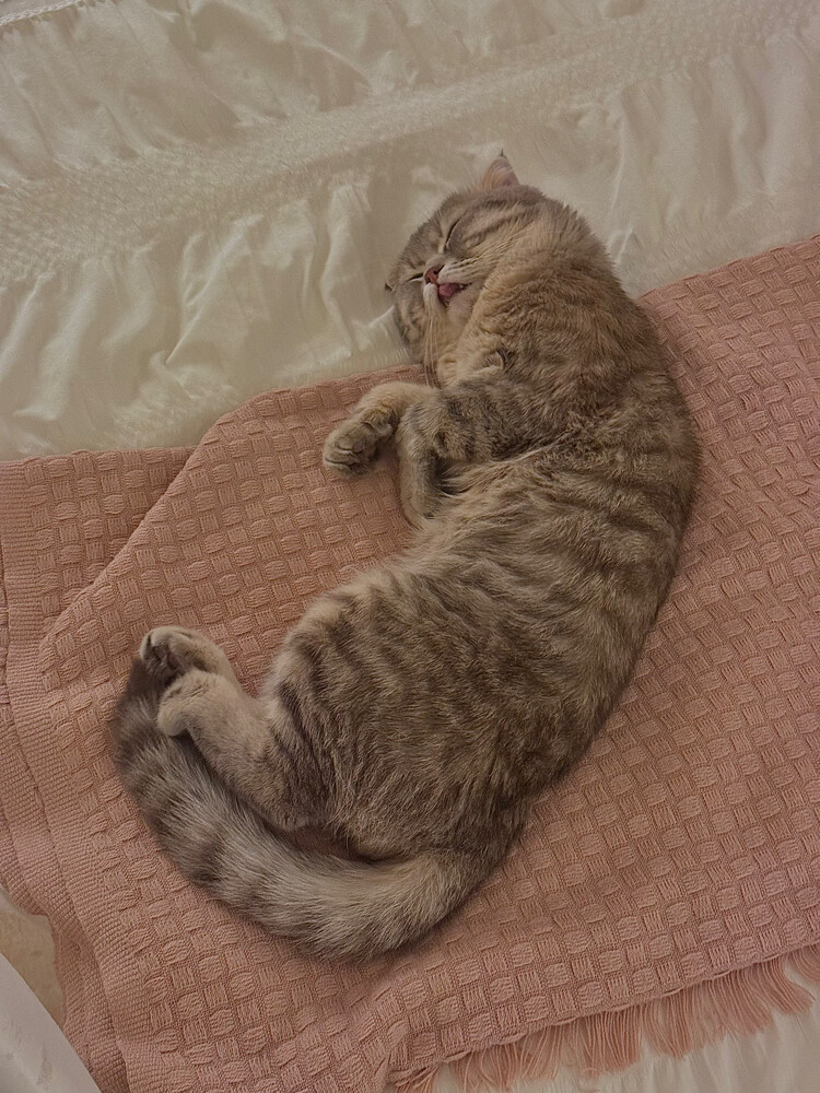 Cat for sale  - 4