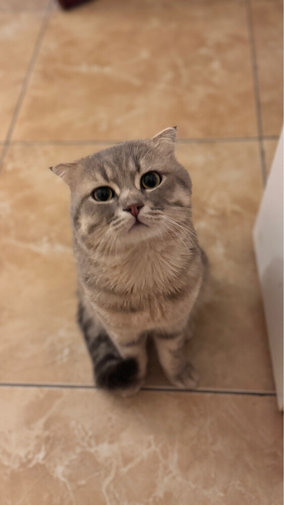 Cat for sale  - 1