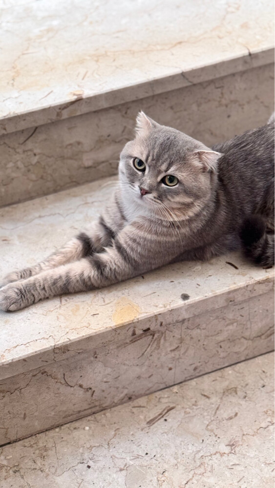 Cat for sale  - 7