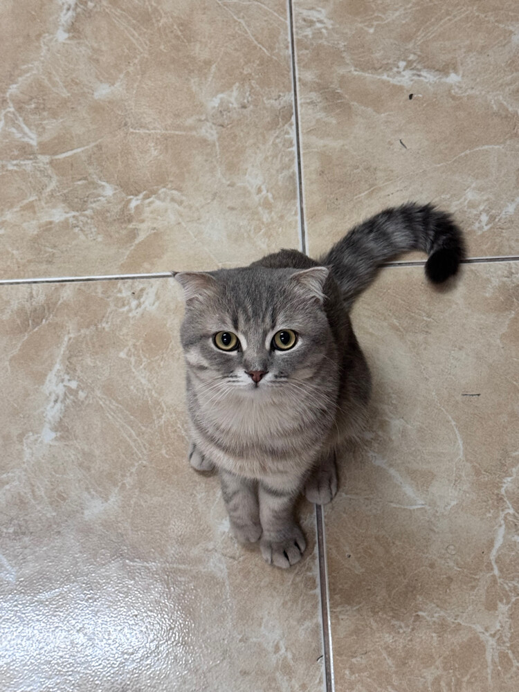 Cat for sale  - 8