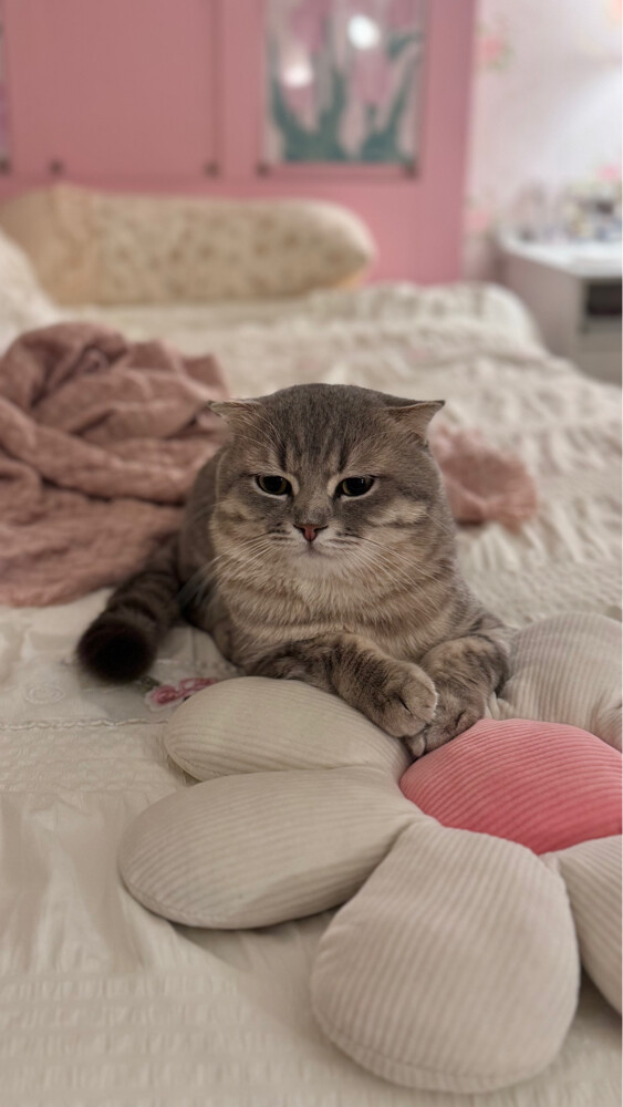 Cat for sale  - 6