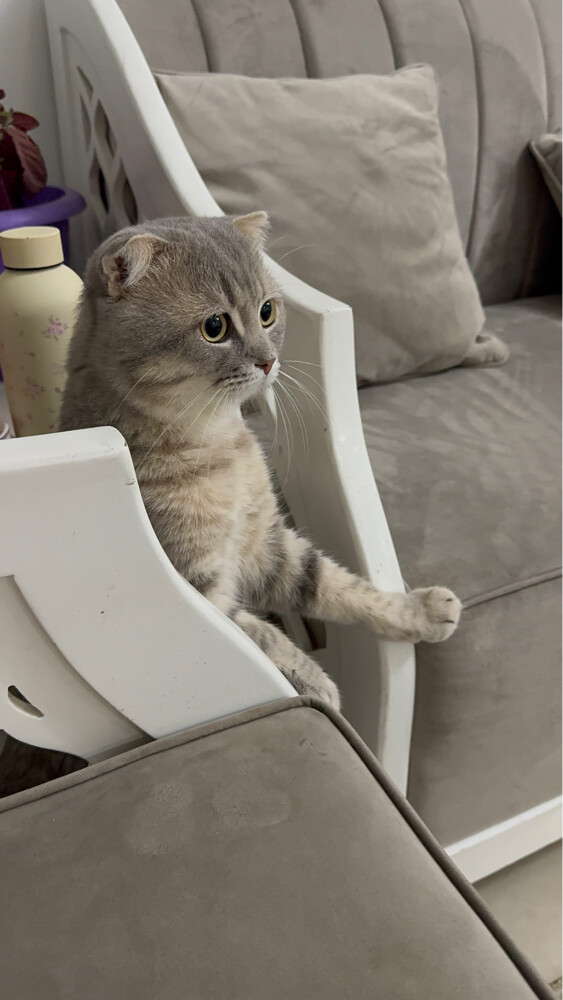 Cat for sale  - 9