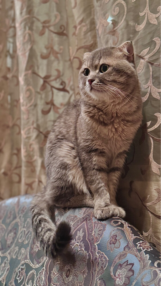 Cat for sale  - 2