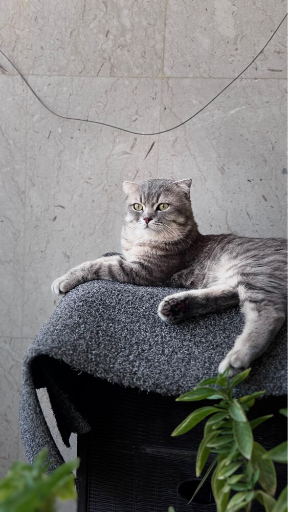 Cat for sale  - 3