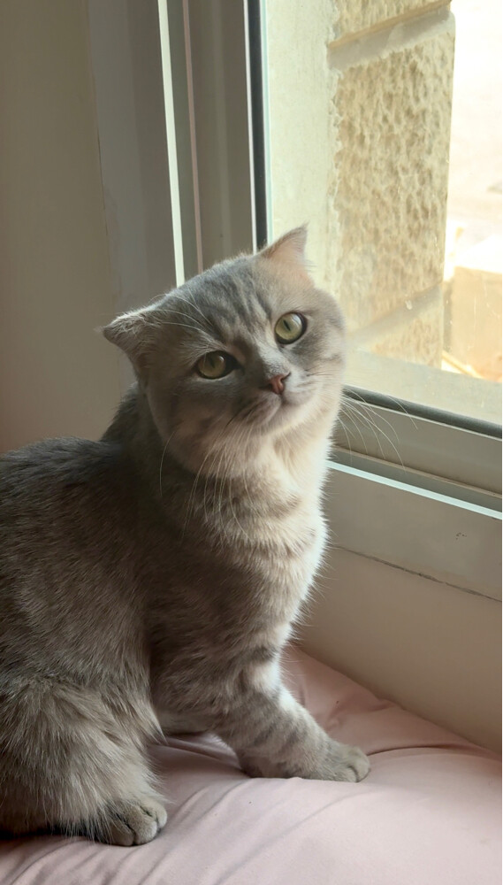Cat for sale  - 5