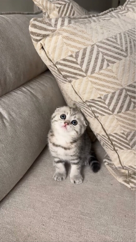 Scottish Fold Silver Tabby for Sale - 8