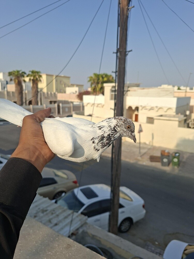 highflyer Pakistani pigeon female65 - 1