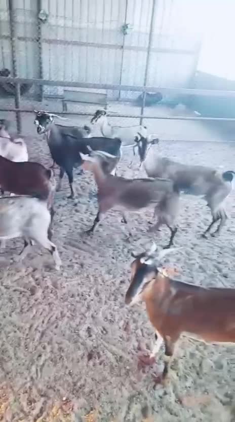 للبيع الوعل العربي م جنوب الجزيره - 1