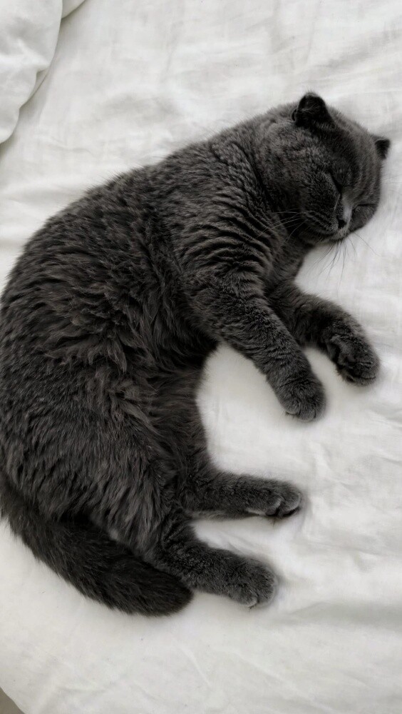 British Shorthair Blue Grey Kitten - 2