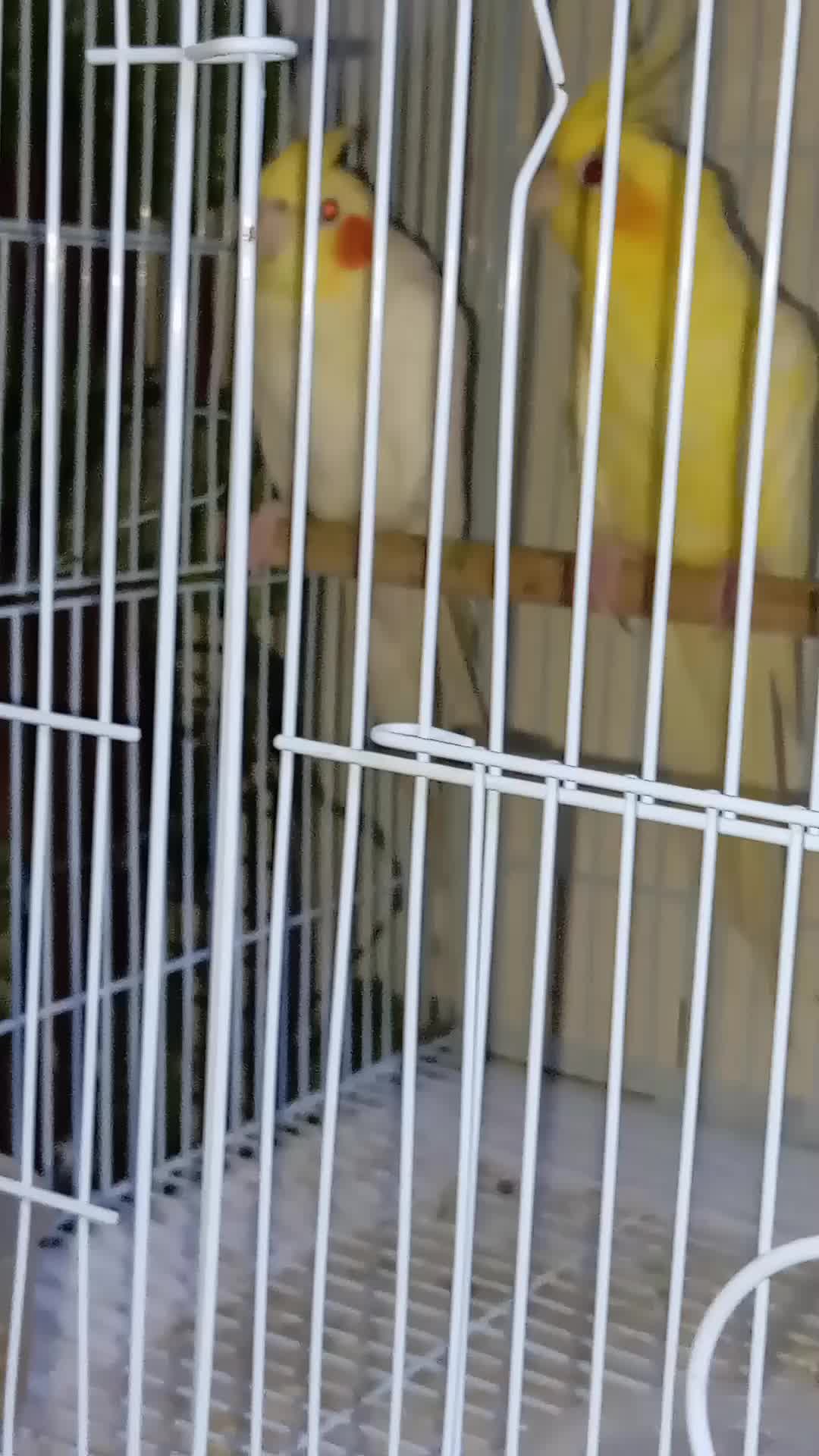 Cockatiel pair, - 1