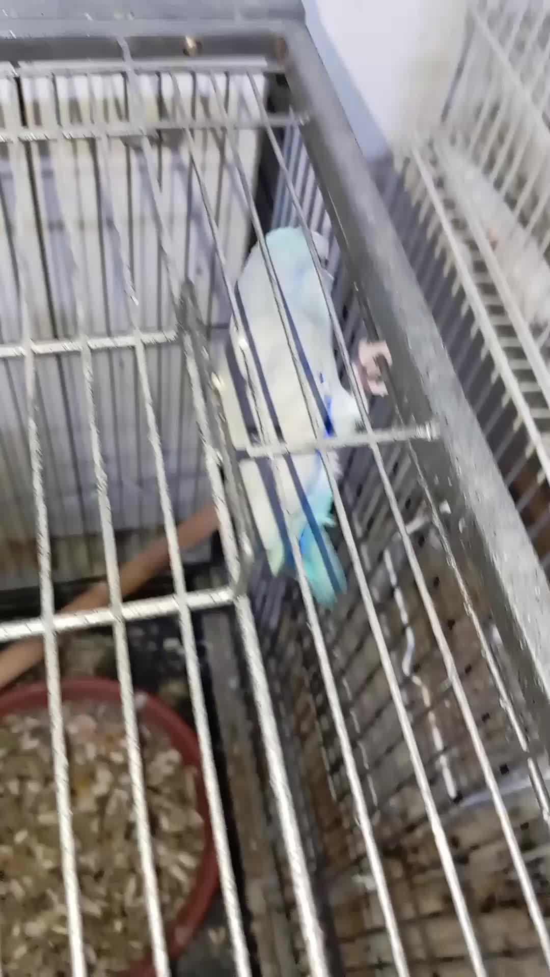 Producing parrotlet pair - 1