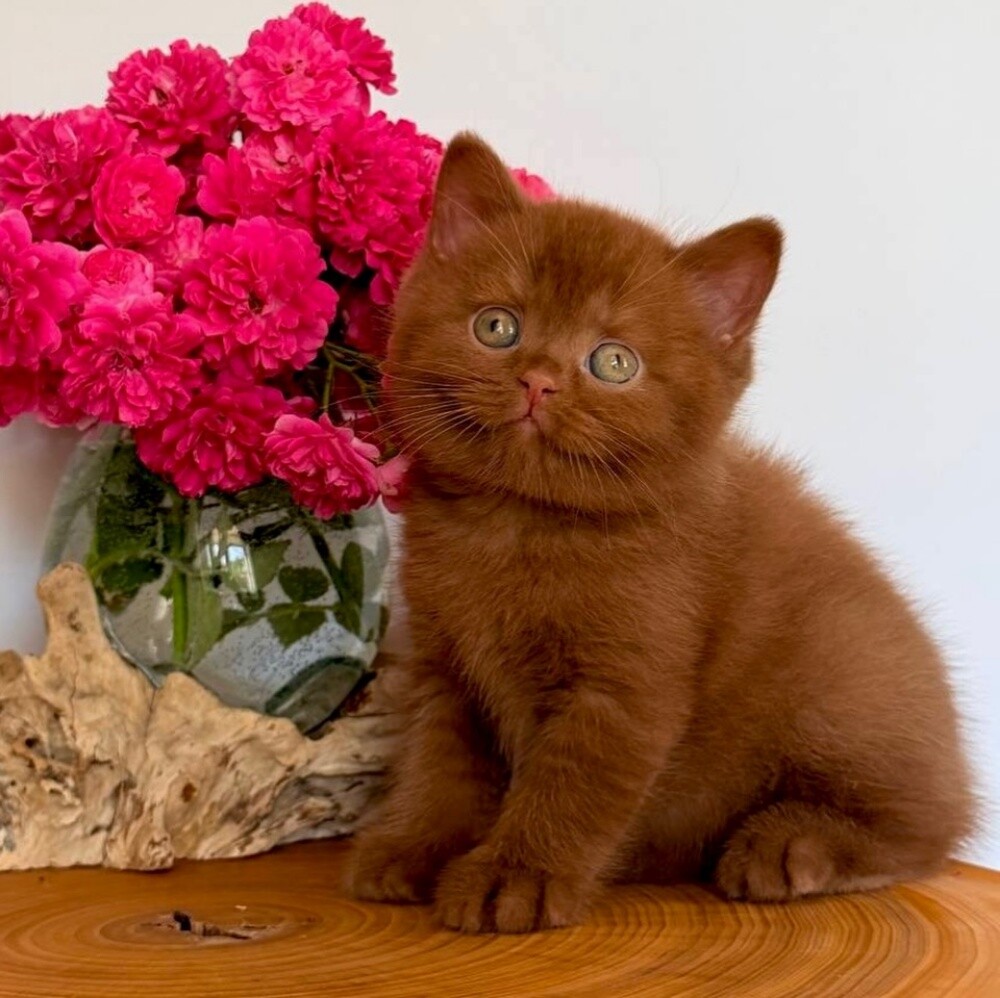 British short hair kitten - 1