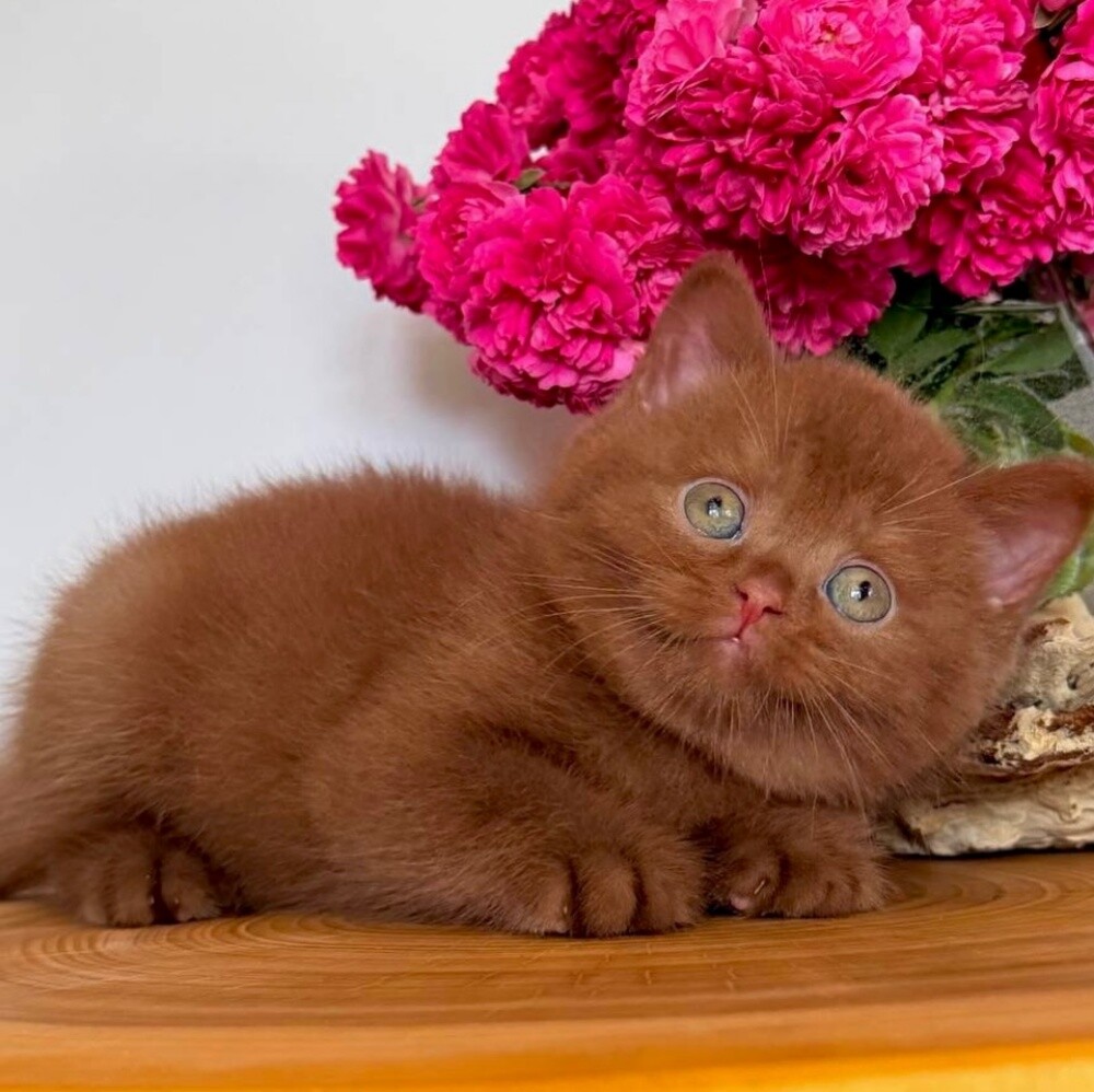 British short hair kitten - 4