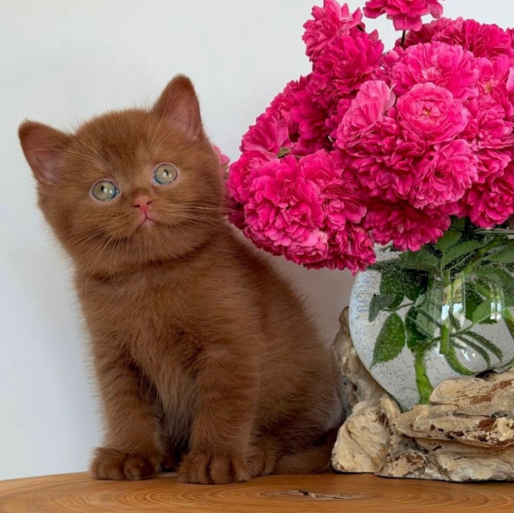 British short hair kitten - 2