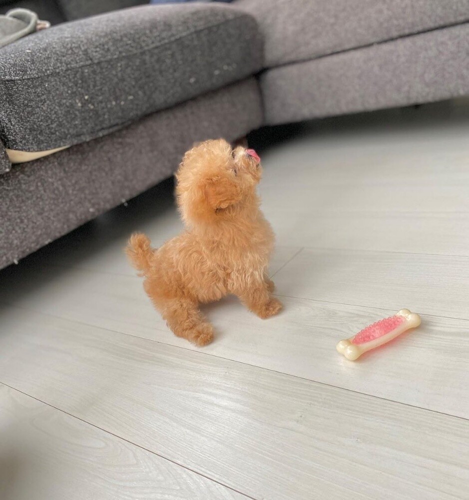 Teacup Poodle Puppy - 3