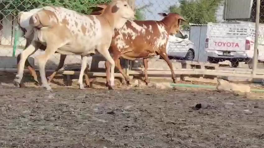 للبيع شويهات بربر بيرشين  طيبة - 6