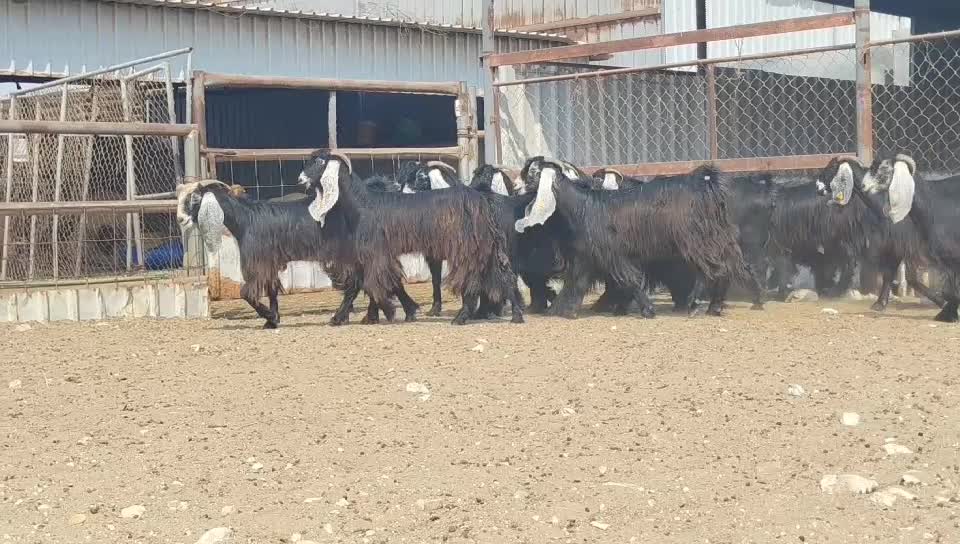 جمد عوارض فاخره طيبه - 1
