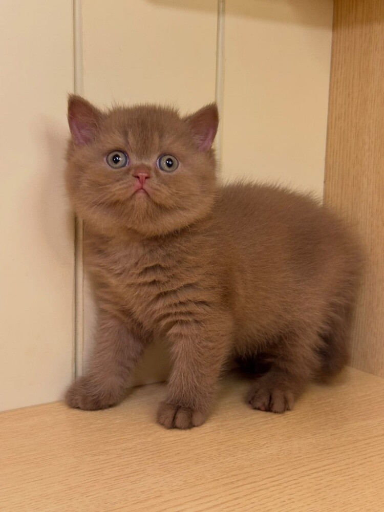 British Short hair Kitten - 1