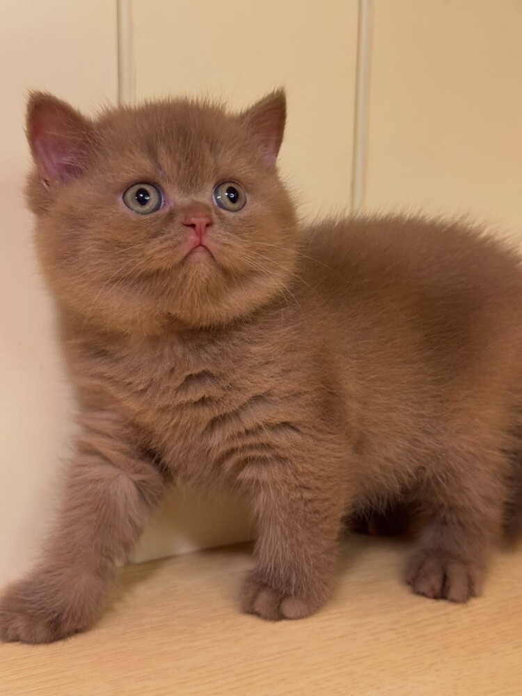 British Short hair Kitten - 2