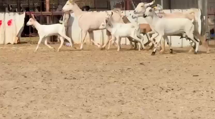 معزا عمانيات وليد - 1