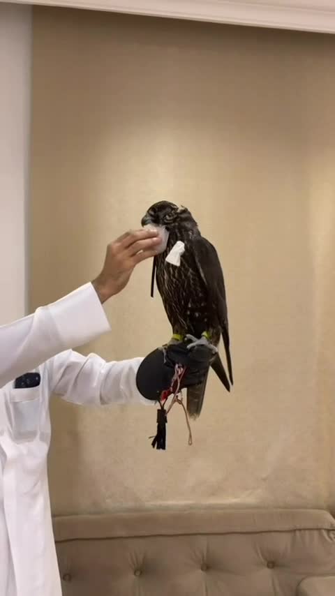 جير شاهين - 1