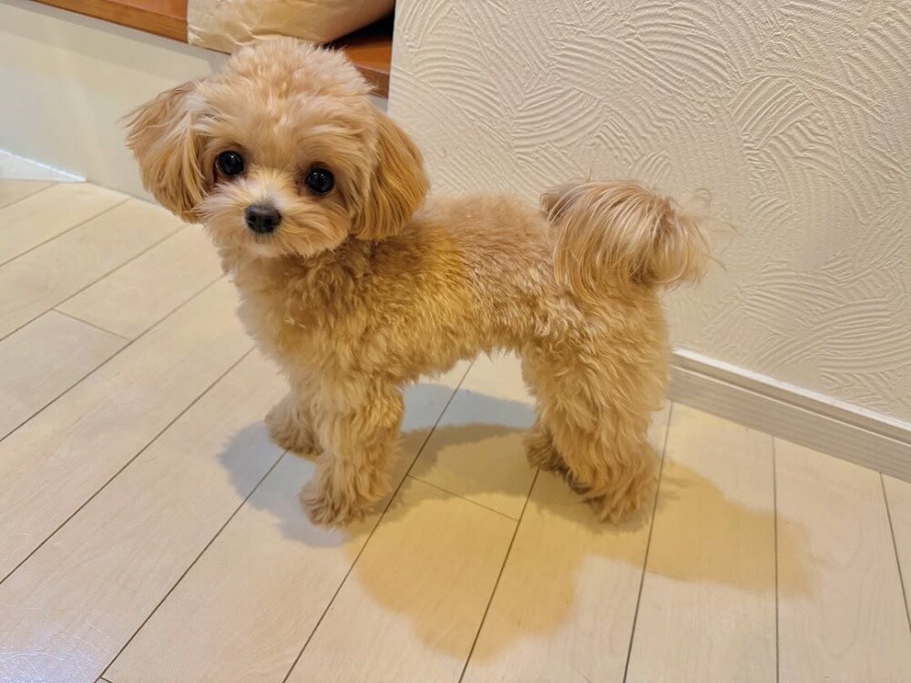 Teacup Poodle Puppy - 1