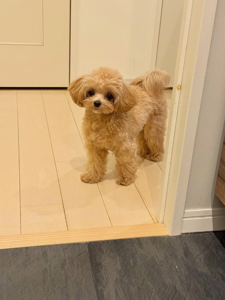Teacup Poodle Puppy - 2