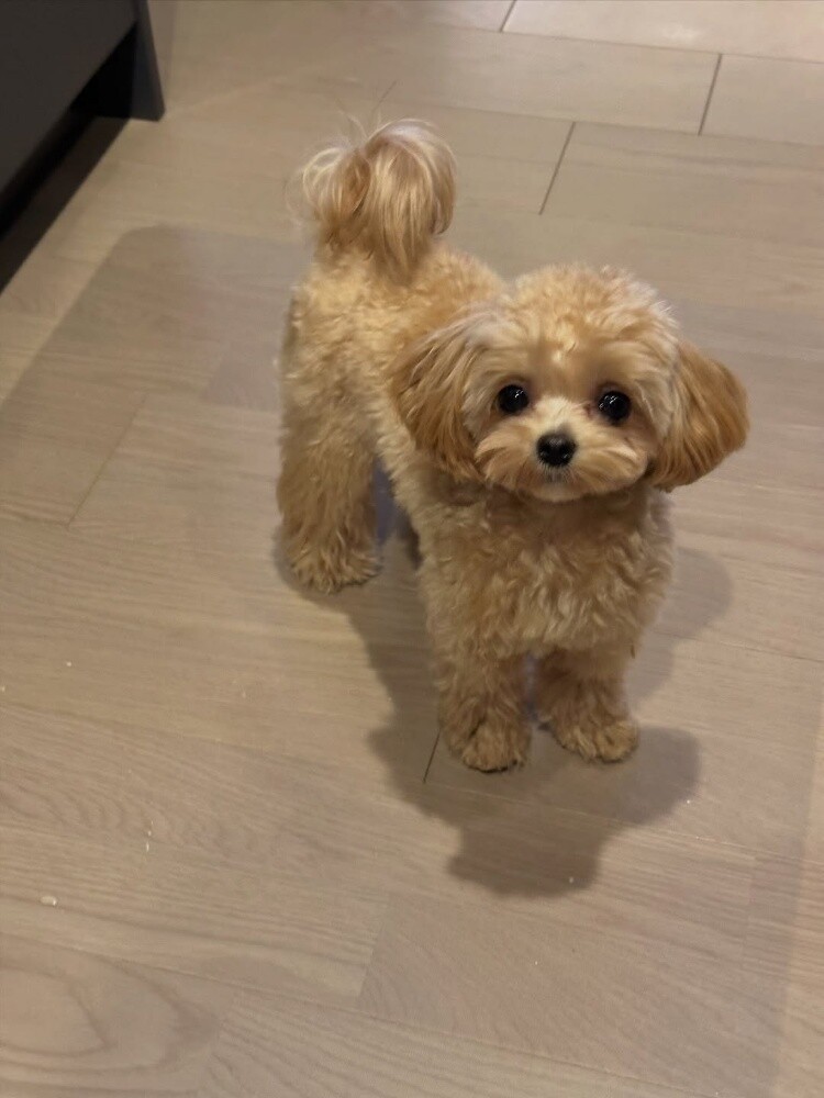 Teacup Poodle Puppy - 3