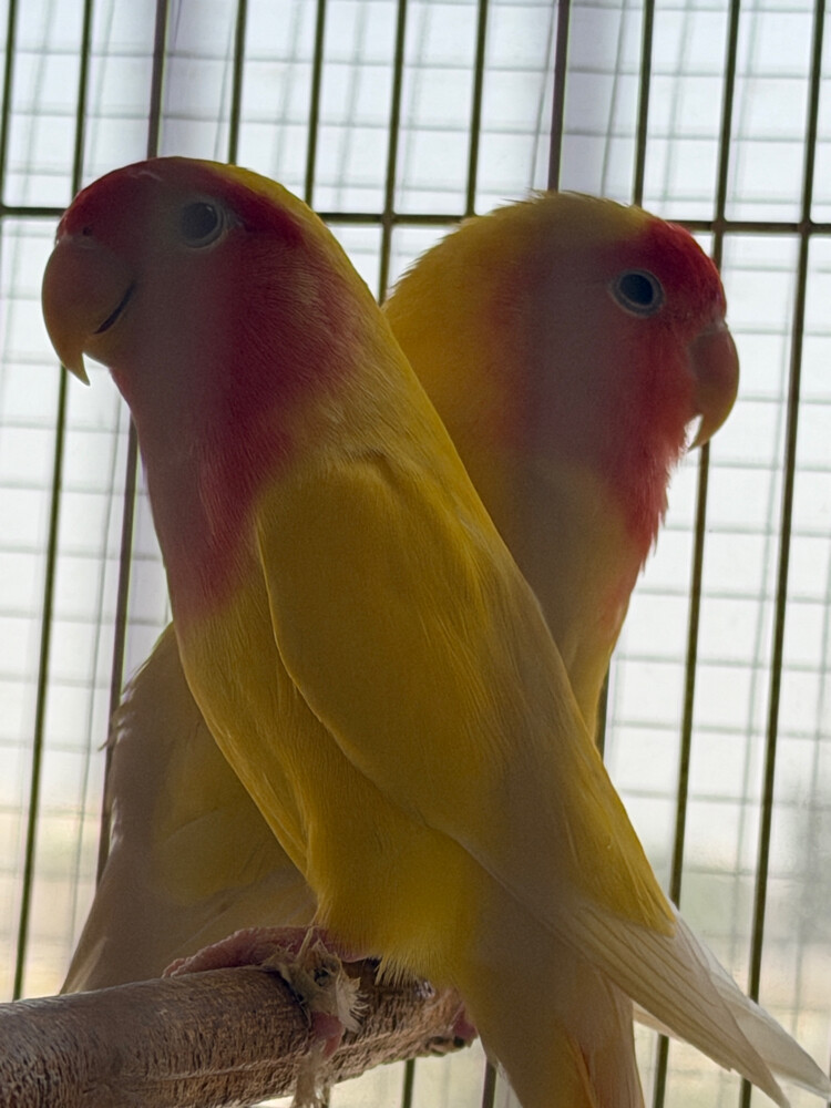 lautino lovebirds - 1