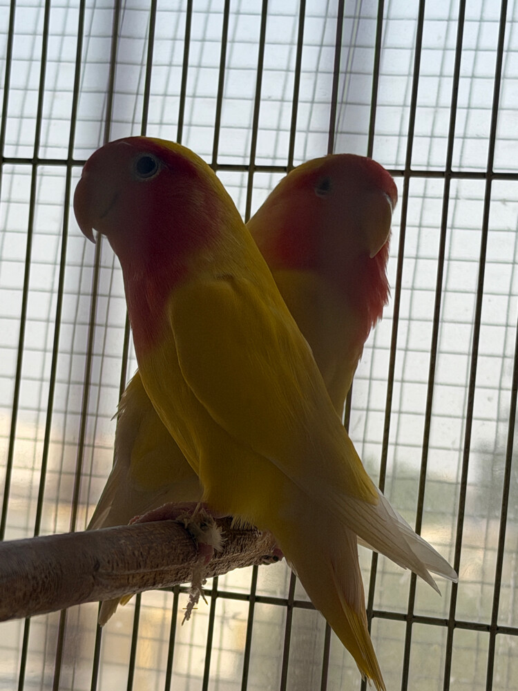 lautino lovebirds - 2