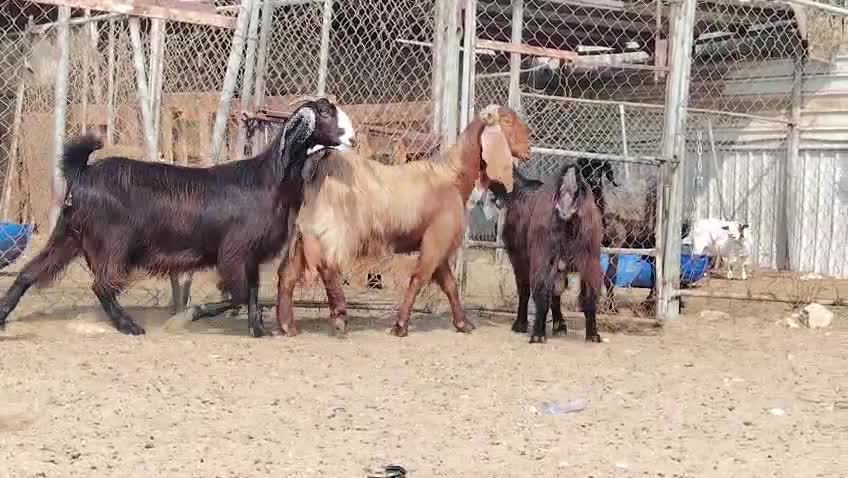 للبيع معزا عوارض طيبه - 1