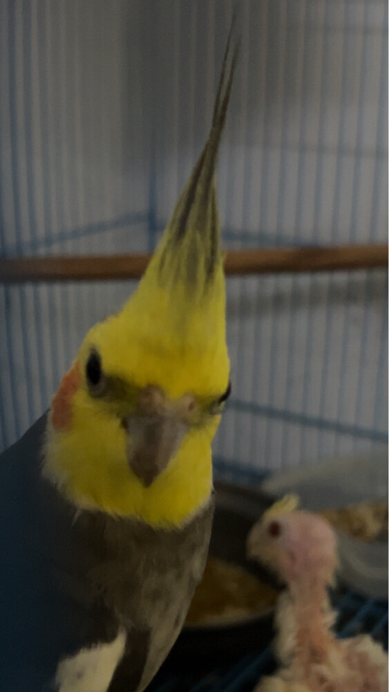 male cocktail - 2