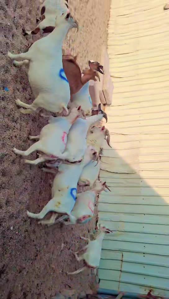 للبيع معز قزم بيور اصلي دفيع شرط - 1