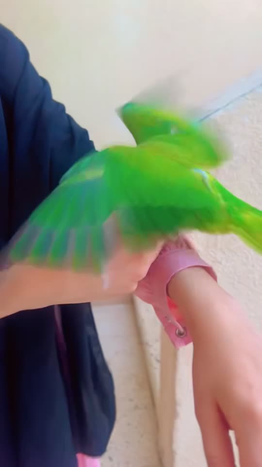 friendly  - 1