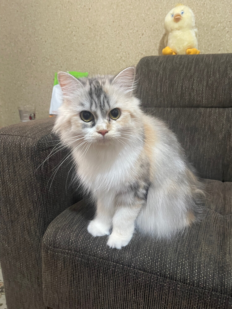 cat - 1