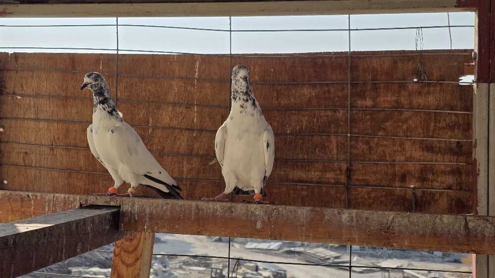 Pakistani pigeons - 2