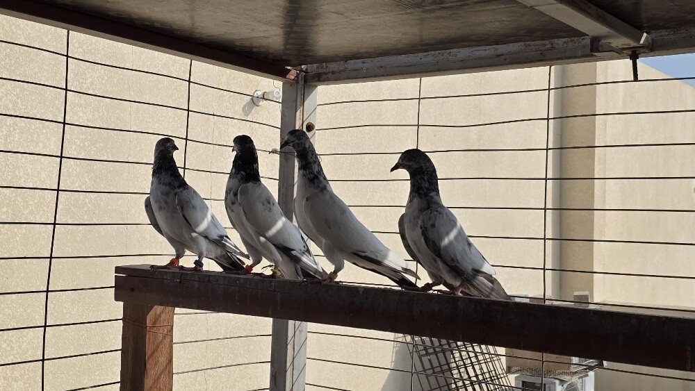 Pakistani pigeons - 5