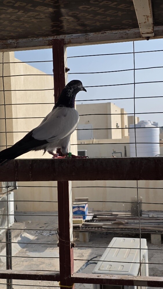 Pakistani pigeons - 4