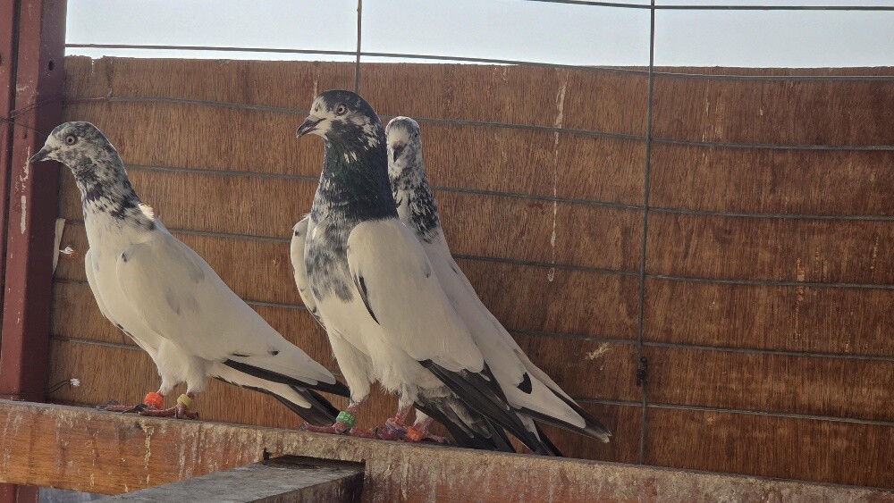 Pakistani pigeons - 3