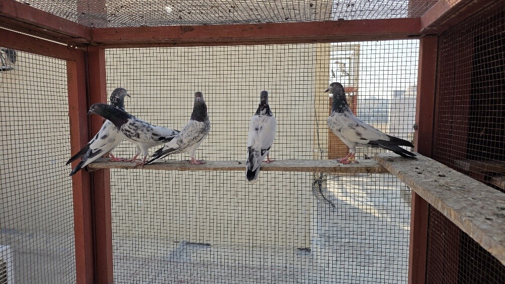 Pakistan Pigeons Teddy, Golden etc. - 4