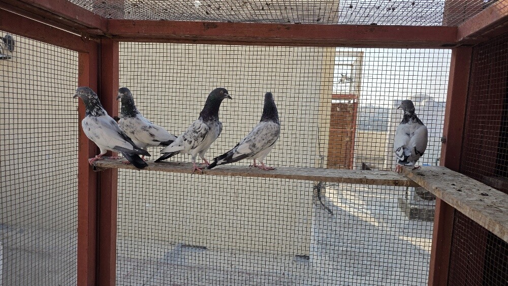 Pakistan Pigeons Teddy, Golden etc. - 1