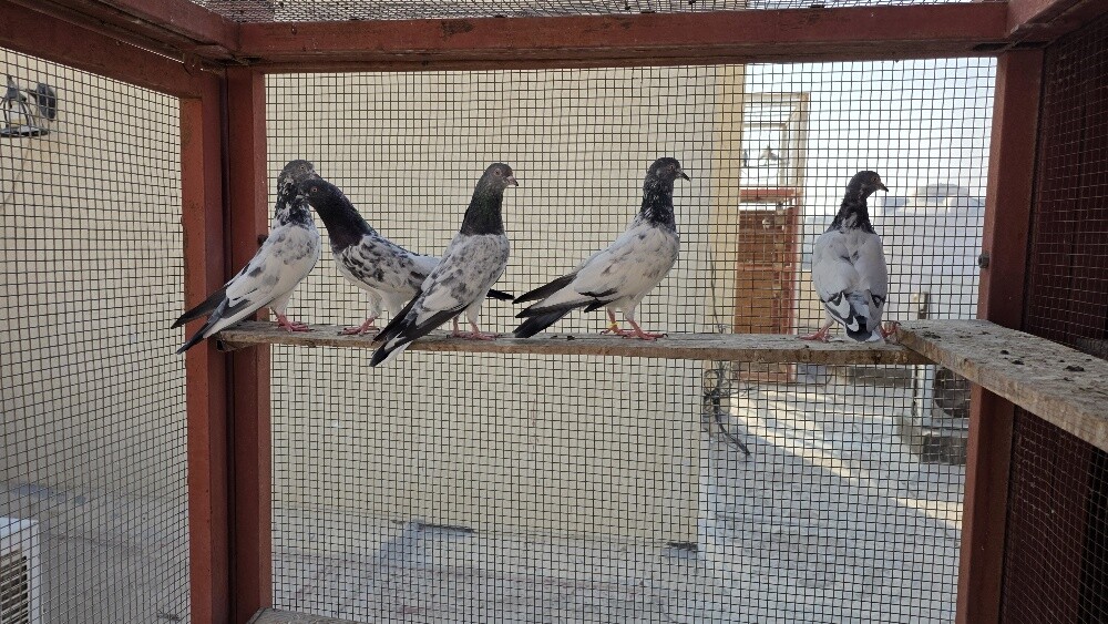 Pakistan Pigeons Teddy, Golden etc. - 2